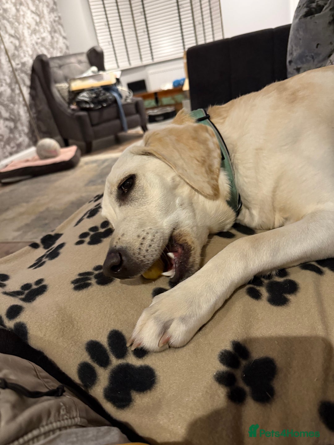 Labrador Retriever dogs for sale: 9 month old Willow  - Advert 6