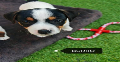 Jack Russell dogs - Advert 2