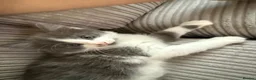 Mixed Breed cats for sale: 4 little beauties - Advert 4