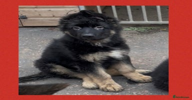 German Shepherd dogs - Advert 4