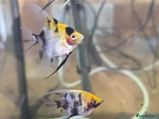 Angelfish fish Koi Angelfish - Advert 2