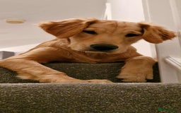 Golden Retriever dogs for stud: Bailey – Stunning Red Golden Retriever Stud😍 - Image 6