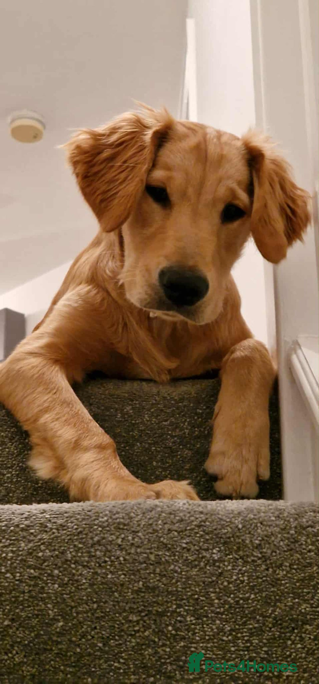 Golden Retriever dogs for stud: Bailey – Stunning Red Golden Retriever Stud😍 - Image 6