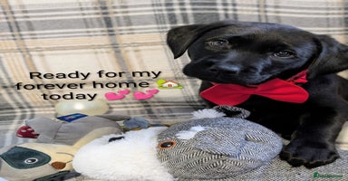 Labrador Retriever dogs Stunning labrador puppies from good working lines - Advert 15