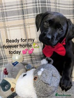 Labrador Retriever dogs Stunning labrador puppies from good working lines - Advert 15