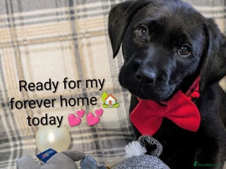 Labrador Retriever dogs Stunning labrador puppies from good working lines - Advert 8