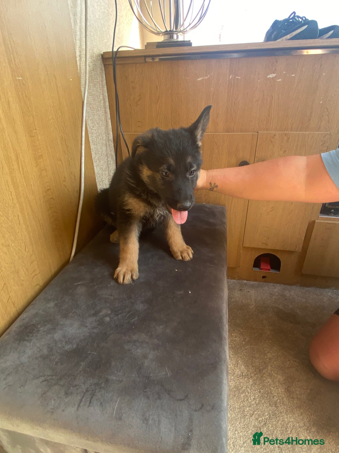 German Shepherd dogs for sale: German shepherd  - Image 14