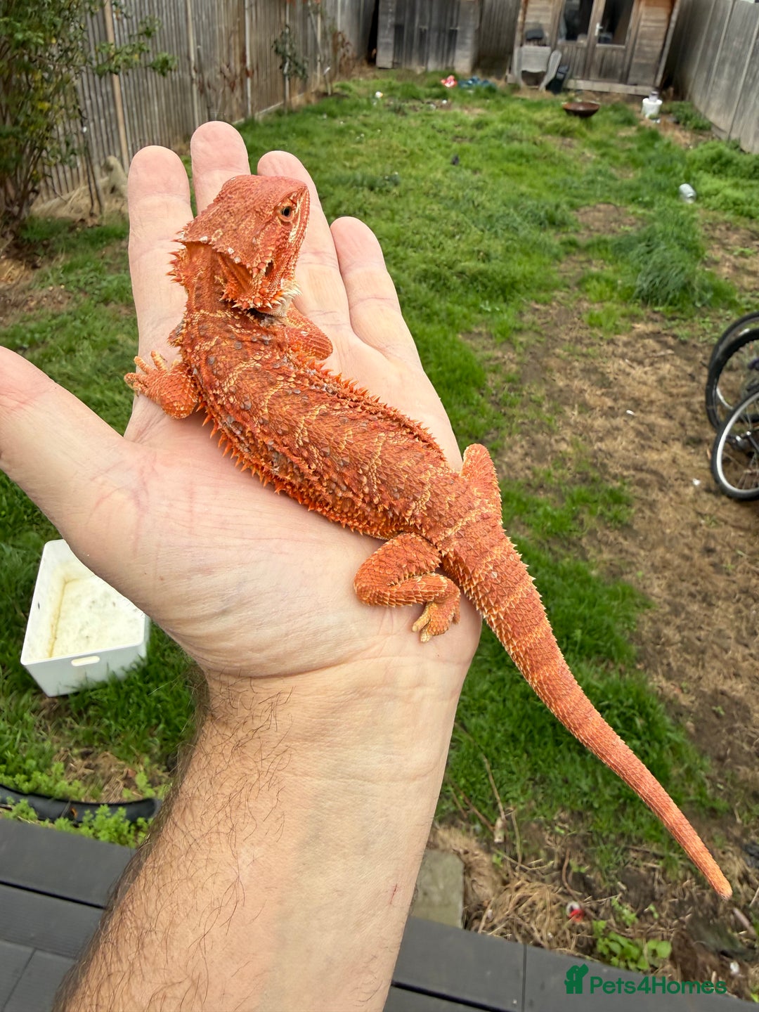 Bearded Dragon reptiles for sale: Bearded Dragon. Blue bar Tiger Stripe  - Image 9