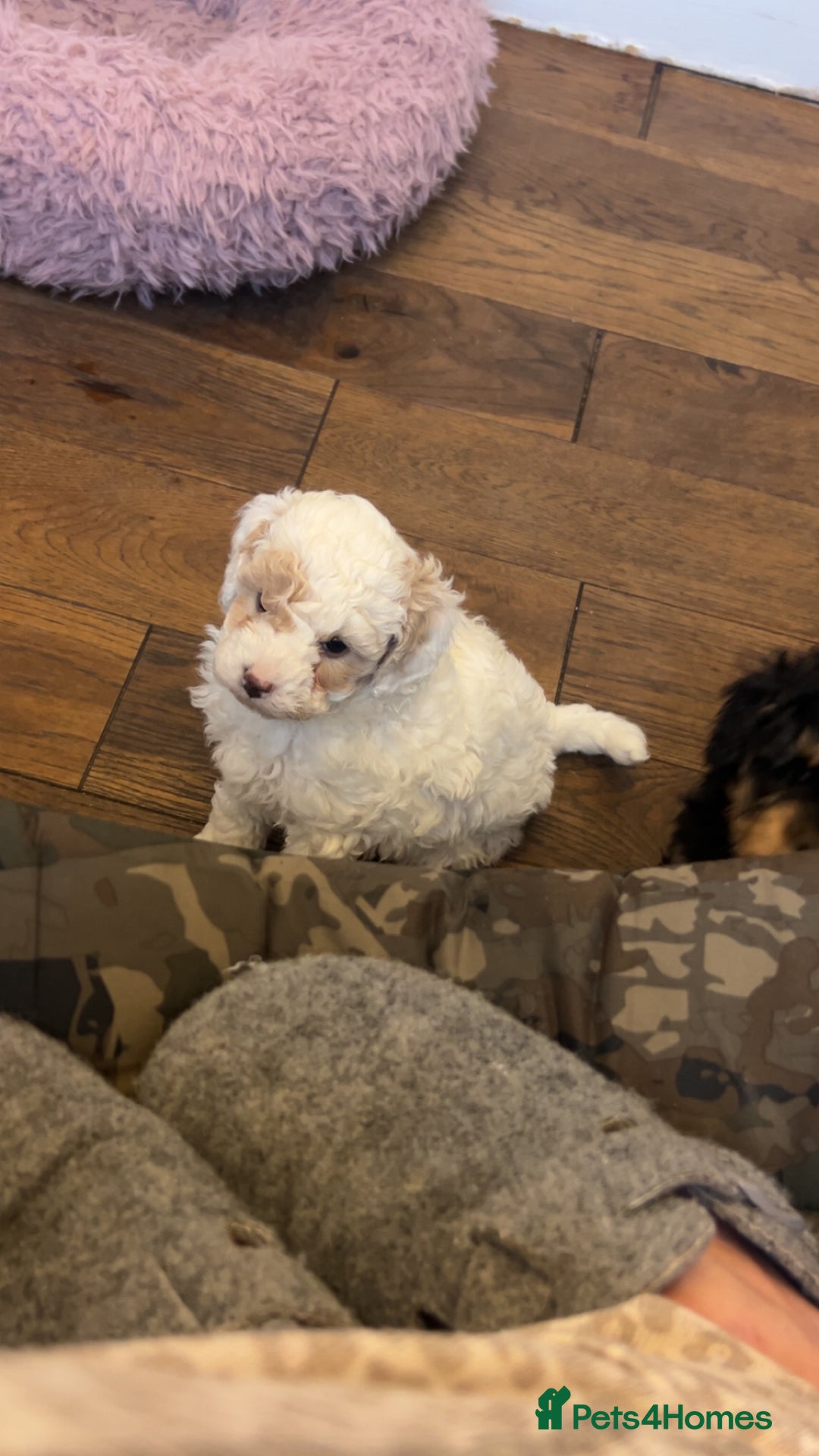Toy Poodle dogs for sale: Beautiful phanotom toy poodle boys  - Advert 28