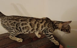 Mixed Breed cats for sale: Bengal Markings Red , Torbie , Silver Rossetted - Image 5