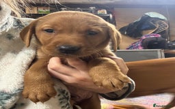 Labrador Retriever dogs for sale: KC reg health tested lab pups  - Image 20