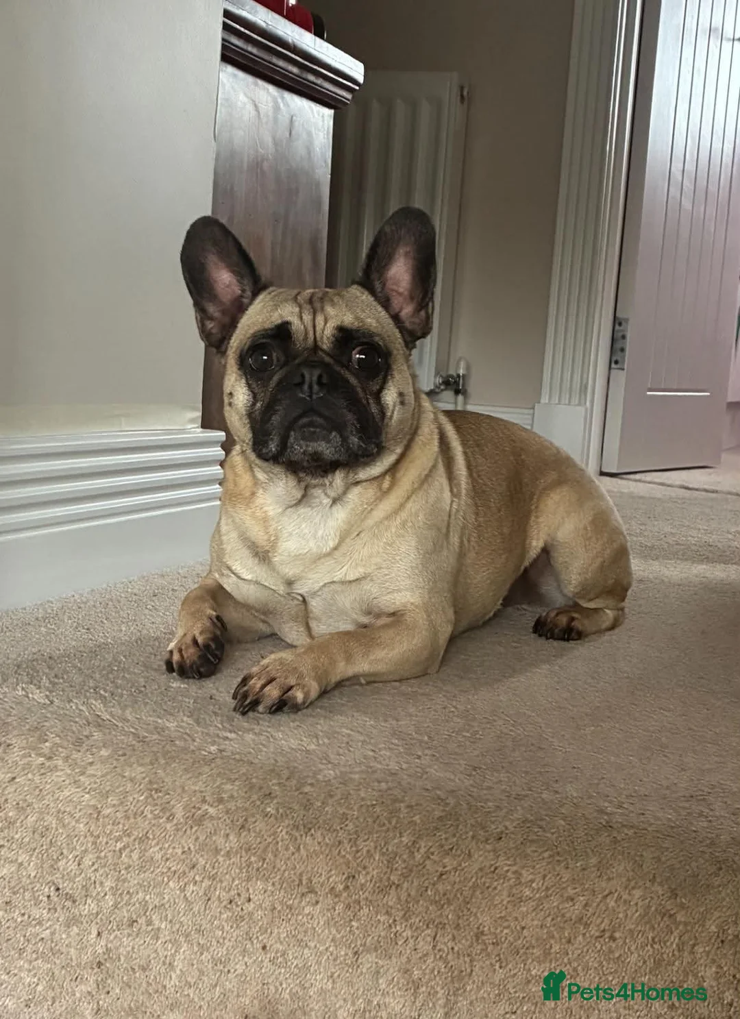 Frug dogs for sale: 4 year old Frug - Advert 2