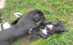 Cane Corso dogs for sale: Cane Corso puppies 14/11/25 - Image 21
