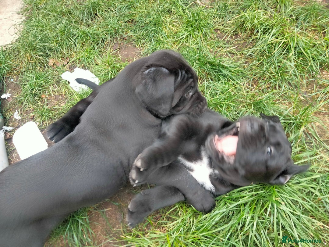 Cane Corso dogs for sale: Cane Corso puppies 14/11/25 - Image 21