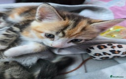 Mixed Breed cats for sale: 🐾😸kittens😸🐾  - Image 5