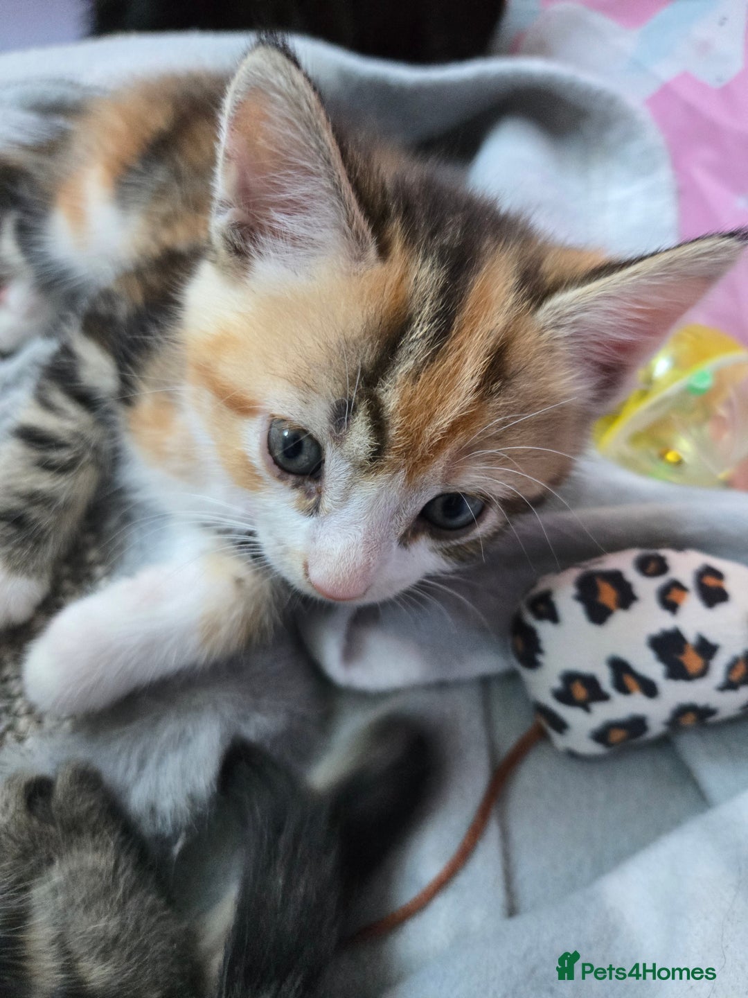 Mixed Breed cats for sale: 🐾😸kittens😸🐾  - Image 5