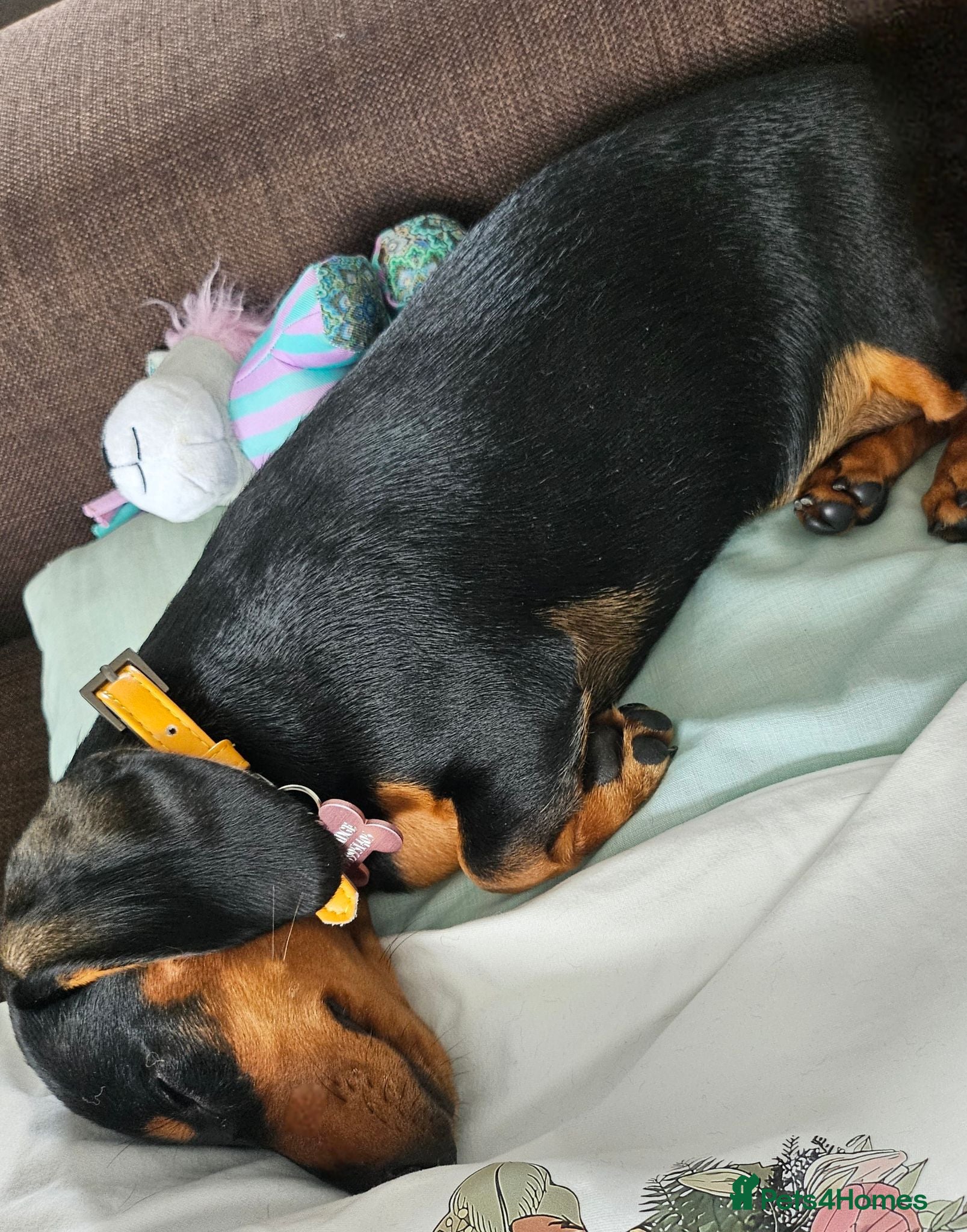 Miniature Dachshund dogs Miniature Dachshund for sale - Advert 1