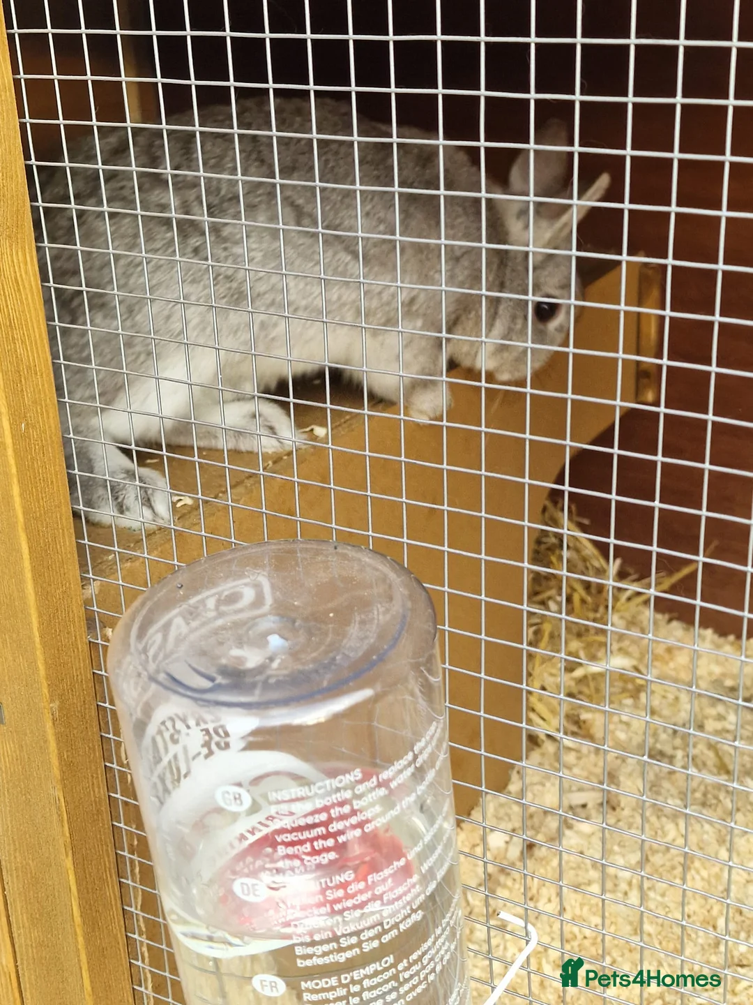 Netherland Dwarf rabbits for sale: 2 female Netherlands dwarf rabbits with hutch - Advert 8