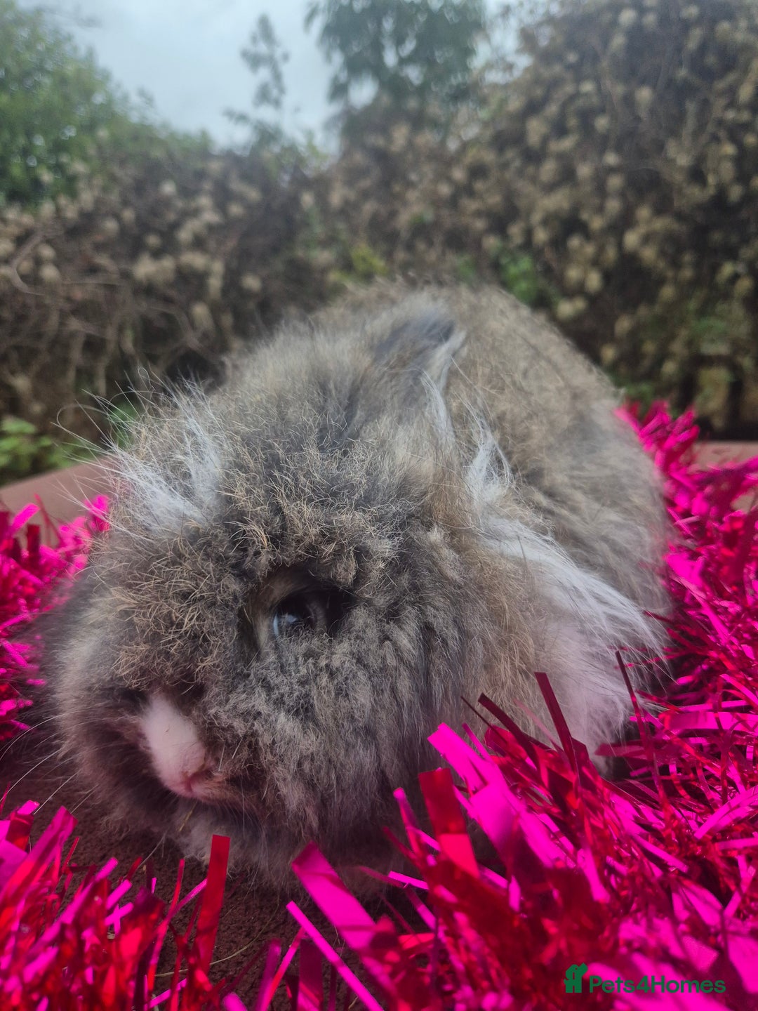Angora rabbits for sale: 🧡 fulled faced imported parents 🇫🇷 bunnies 🧡 - Advert 24