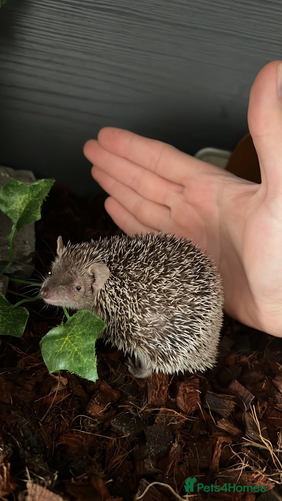 Pygmy Hedgehog rodents for sale: Trio of lesser tenrecs  - Advert 2