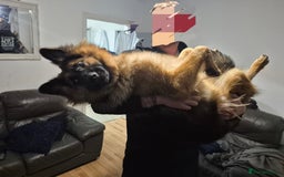 German Shepherd dogs for sale: 10 month old German Shepherd female - Image 4