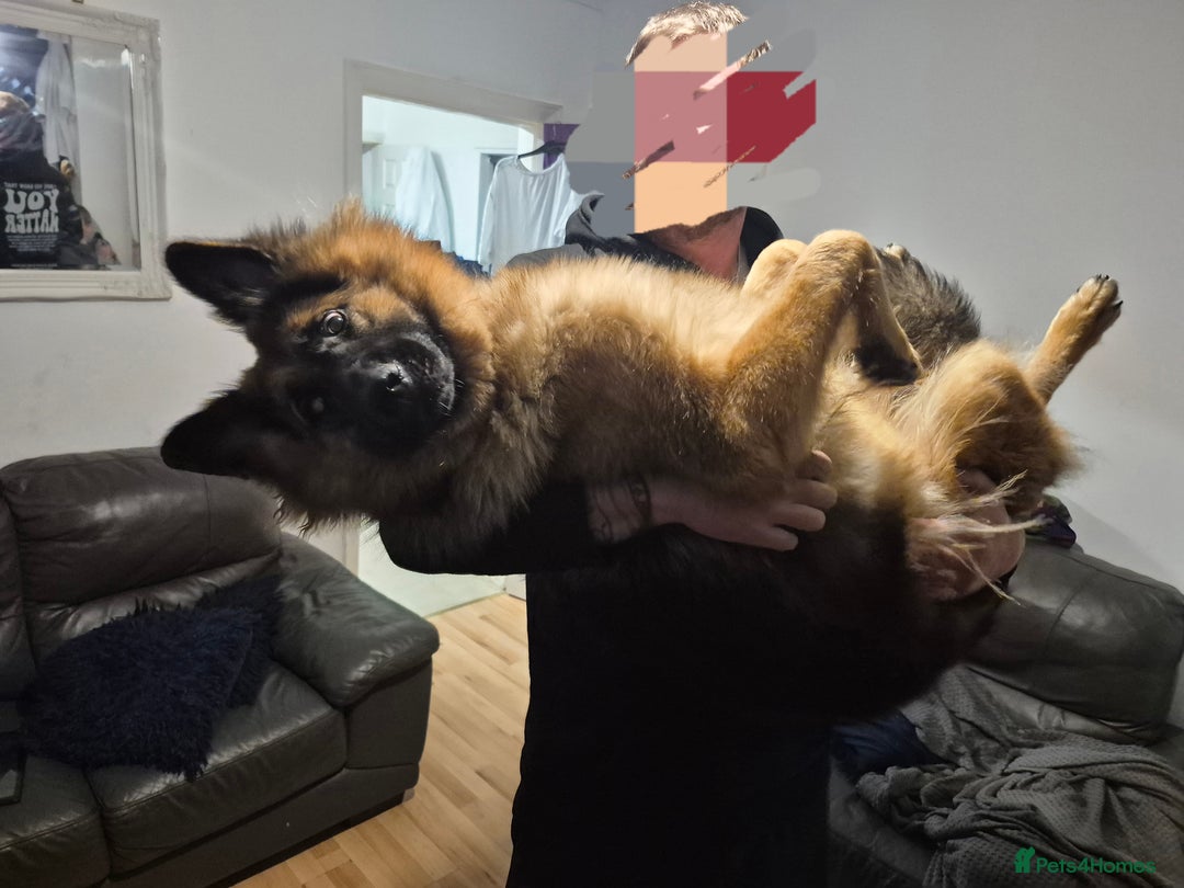 German Shepherd dogs for sale: 10 month old German Shepherd female - Image 4