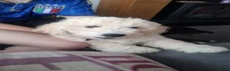 Poochon dogs for sale: Poochon in Abergele - Advert 5