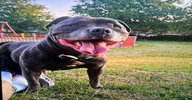 Mixed Breed dogs - Advert 11