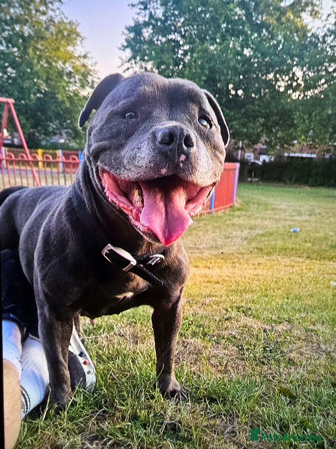 Mixed Breed dogs for sale: French staffys - Image 13