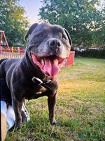 Mixed Breed dogs - Advert 11