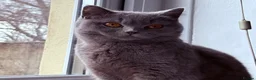 British Shorthair cats for sale: GCCF Blue British Shorthair Female – 1 Year Old - Advert 1