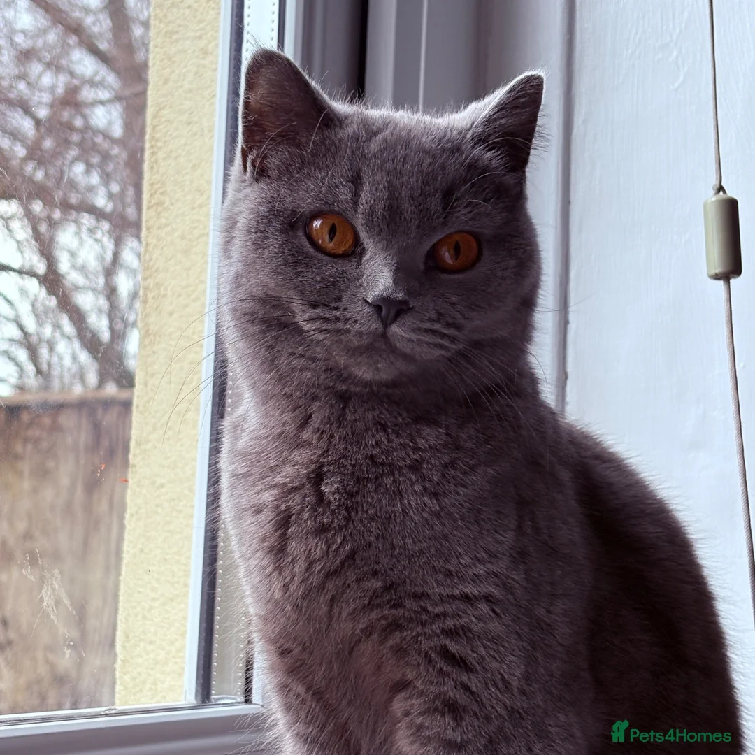 British Shorthair cats for sale: GCCF Blue British Shorthair Female – 1 Year Old - Advert 1