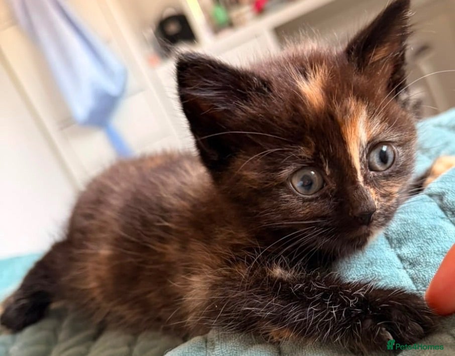Mixed Breed cats Four beautiful kittens  - Advert 1