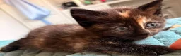 Mixed Breed cats for sale: Four beautiful kittens  - Advert 1