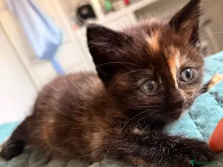 Mixed Breed cats Four beautiful kittens - Advert 10