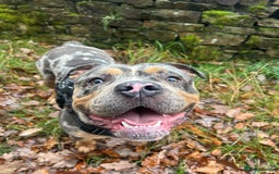 Olde English Bulldogge dogs for stud: Male olde English bulldogge for stud - Image 3