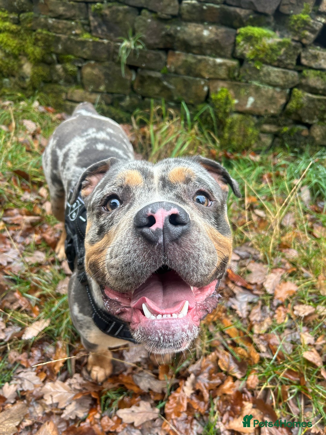 Olde English Bulldogge dogs for stud: Male olde English bulldogge for stud - Image 3