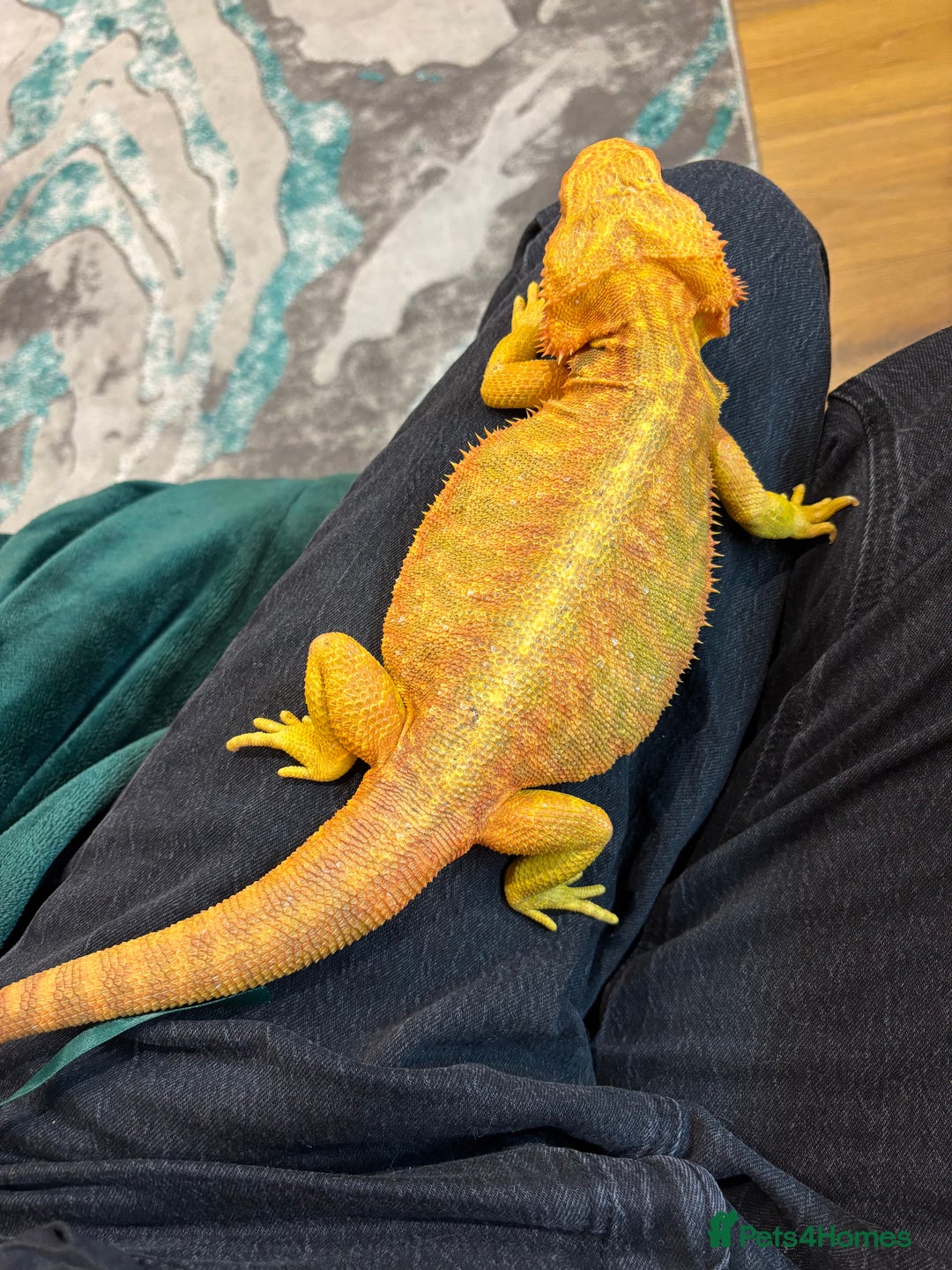 Bearded Dragon reptiles for sale: Translucent leatherback female bearded dragon - Advert 4