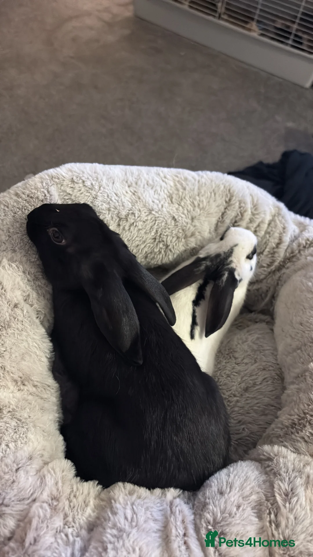 English rabbits for sale: Two lovely brothers  - Advert 1