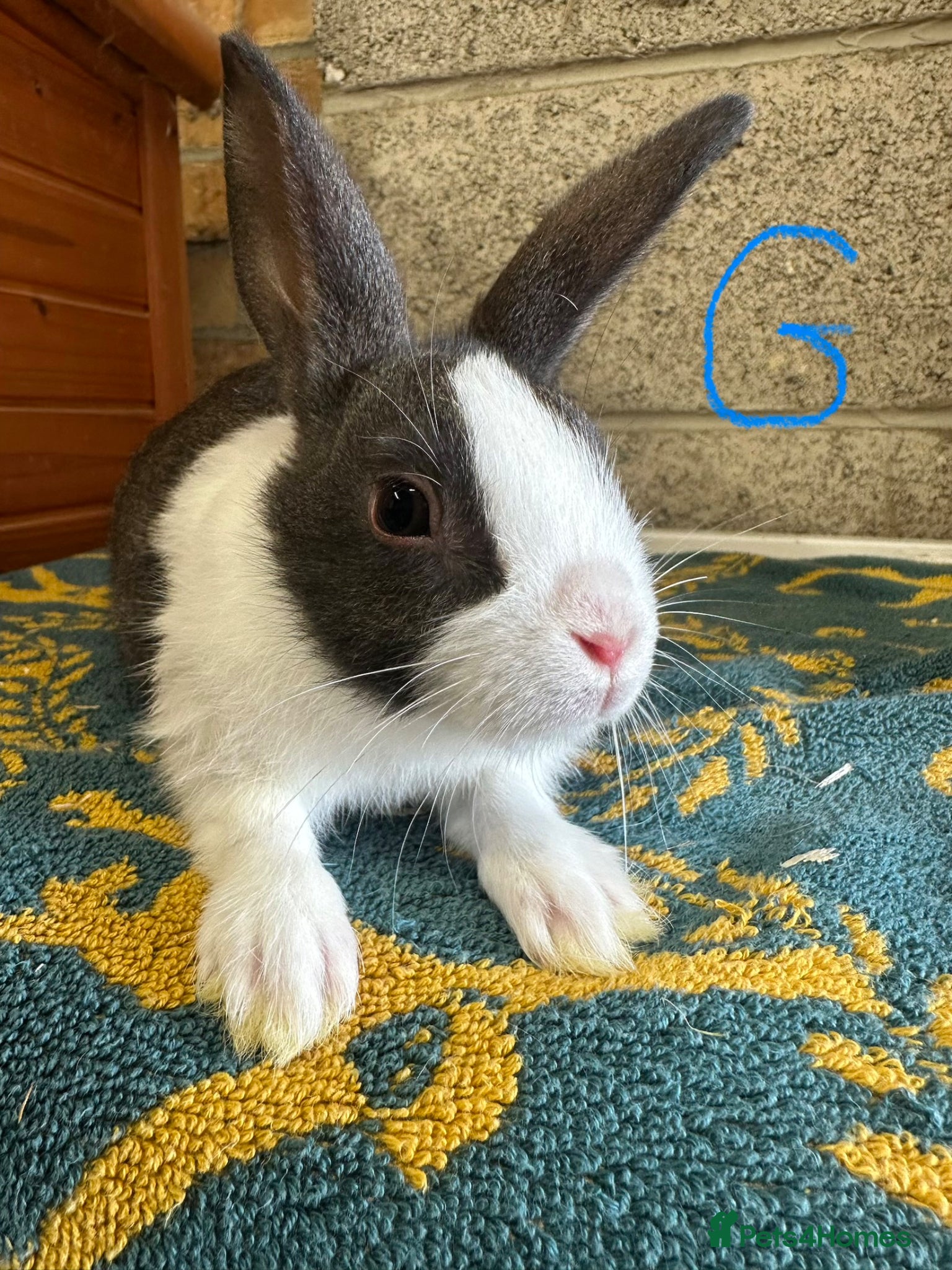 Dutch rabbits Beautiful Dutch Rabbits For Sale - Advert 2