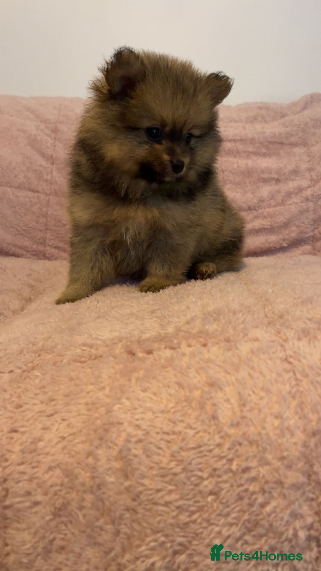 Pomeranian dogs for sale: 2 beautiful Pomeranian Puppy’s  - Image 6