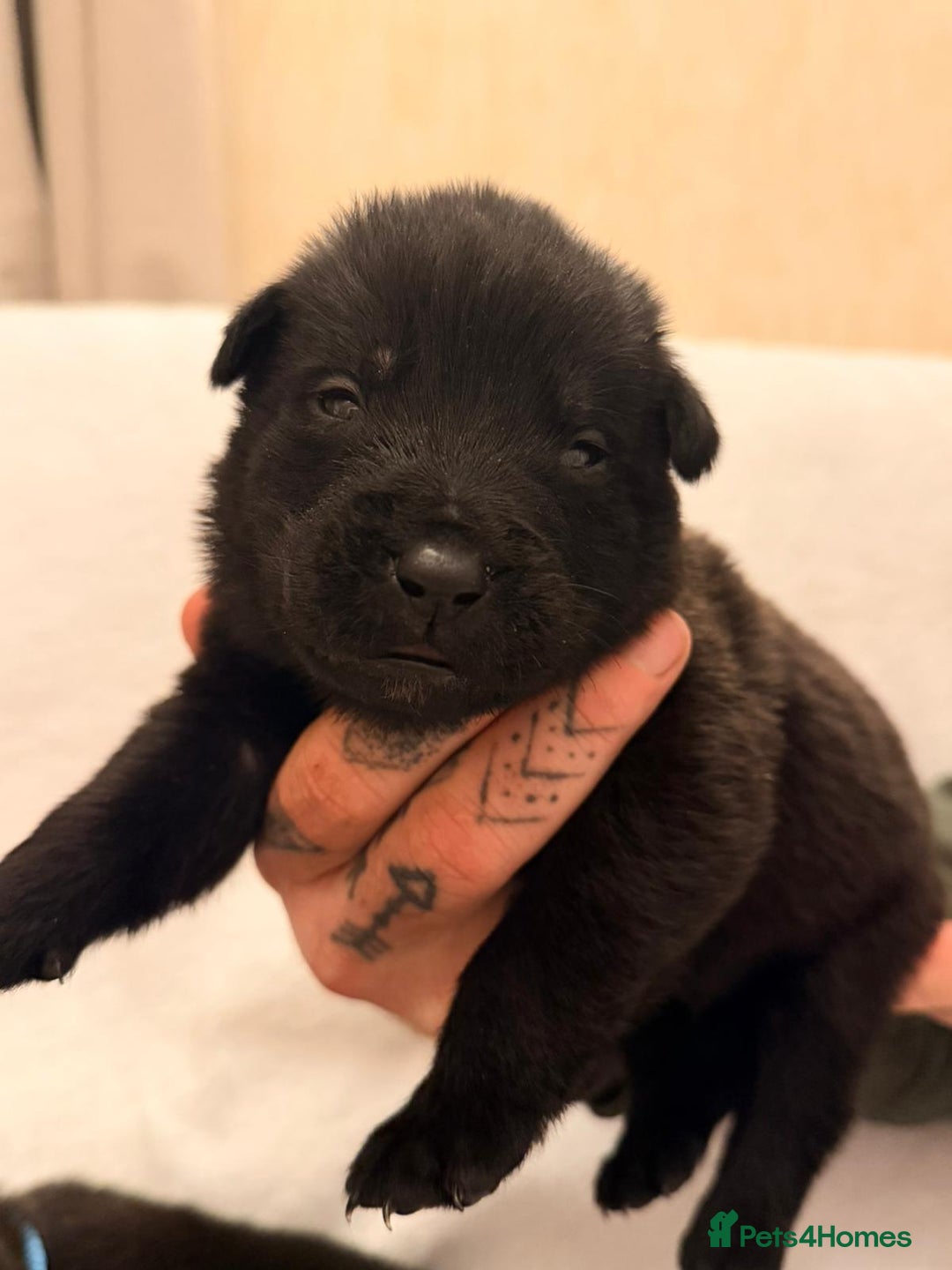 Belgian Shepherd Dog dogs for sale: Top working bloodline belgian malinois puppies - Advert 18