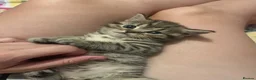 Scottish Fold cats for sale: 2 kittens ready now! ❤️ price reduced❤️ - Advert 20