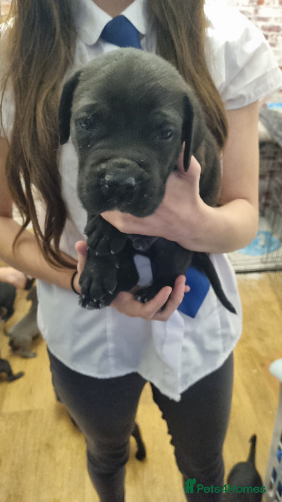 Cane Corso dogs for sale: Cane corso puppies for sale - Advert 3