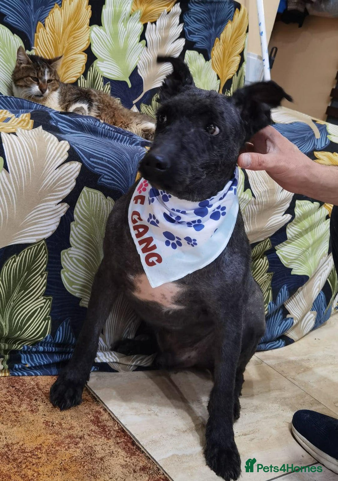 Mixed Breed dogs for adoption: Meet Dave  - Image 2