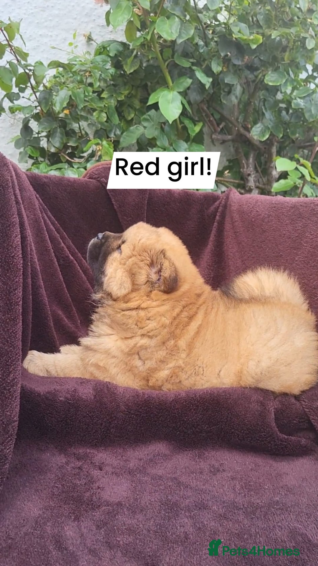 Chow Chow dogs for sale: Chow Chow Puppy 1 - 5 star KC registered Chow Chow puppies - Image 7