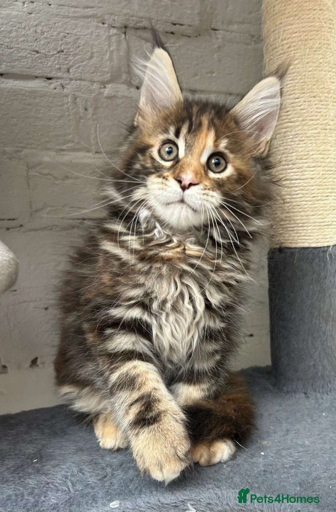 Maine Coon cats for sale: TICA reg Pedigree Maine Coon Kittens  - Advert 19