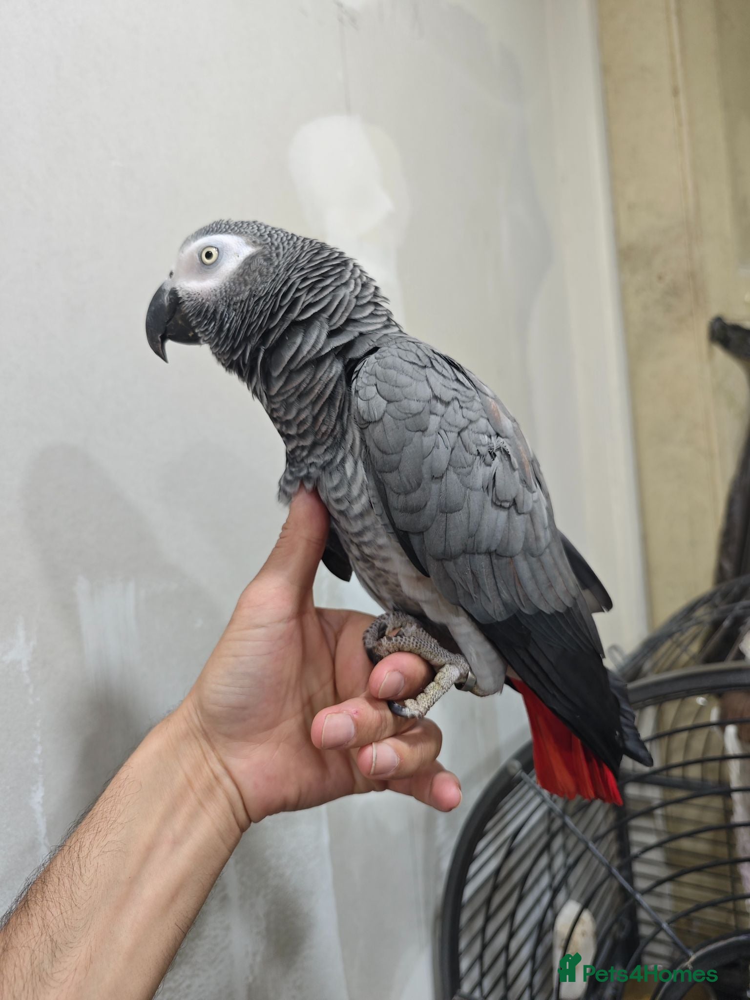Parrots birds African grey female - Advert 1