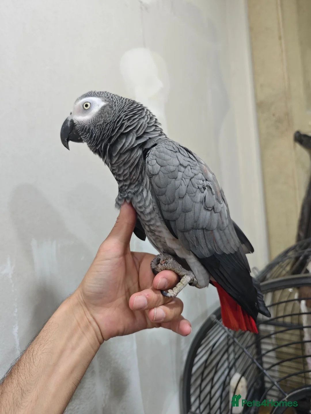 Parrots birds for sale: African grey female - Advert 1