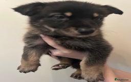 German Shepherd dogs for sale: Adorable litter of 6 puppies  - Advert 6